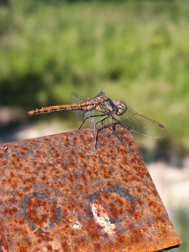 Vagrant Darter