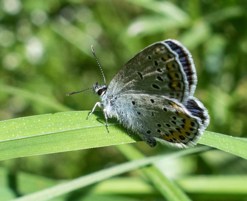 Reverdin's Blue