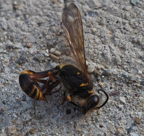 Asian Mud-dauber Wasp