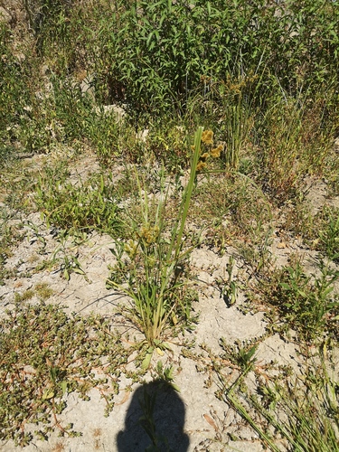 clustered flatsedge