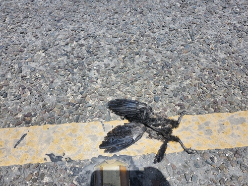 Melodious Blackbird