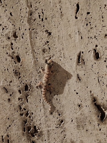 Moorish Gecko