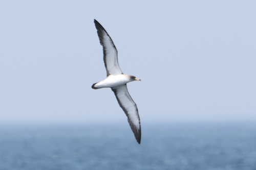 Scopoli's Shearwater