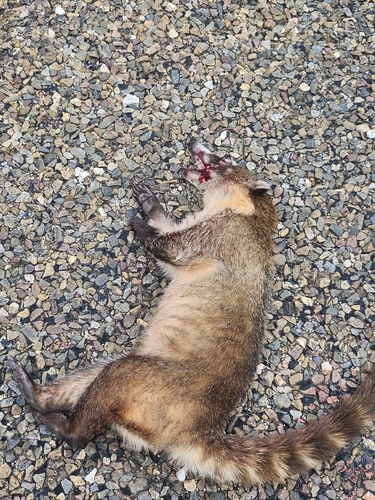 White-nosed Coati