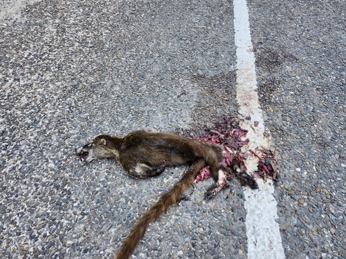White-nosed Coati