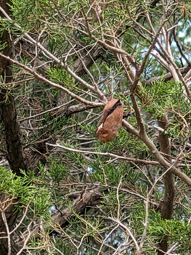 Eastern Red Bat