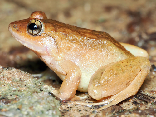 Red Stream Frog