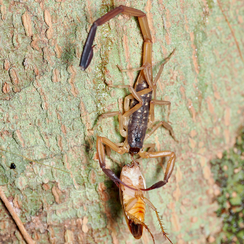 Lychas scutilus