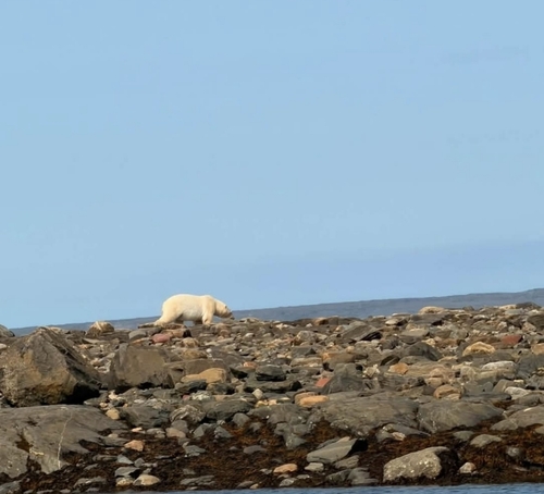 Polar Bear