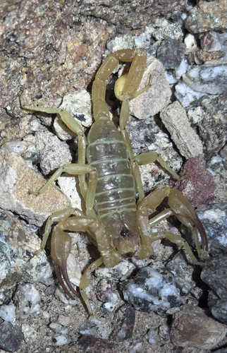 Smeringurus vachoni