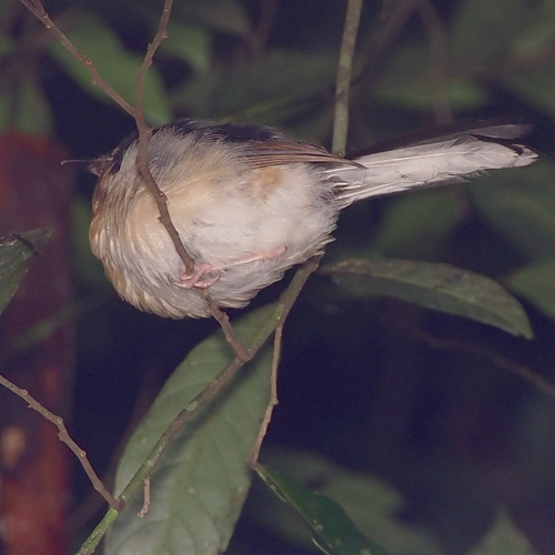 White-rumped Shama