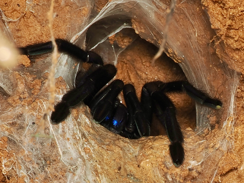 Electric Blue Tarantula
