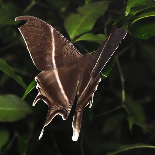 Tropical Swallowtail Moth