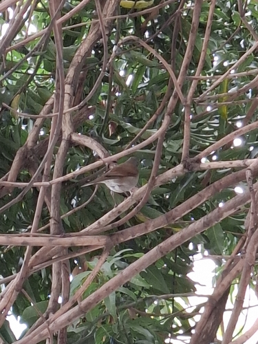 Pale-breasted Thrush
