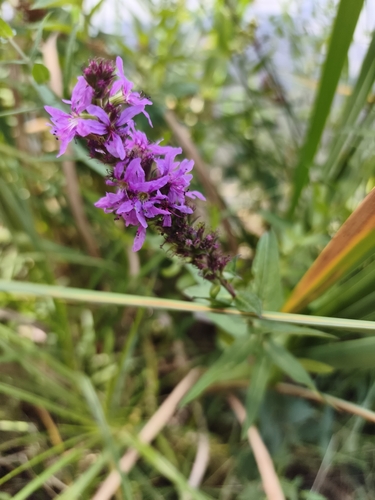 purple loosestrife