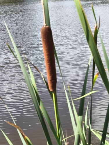 broadleaf cattail