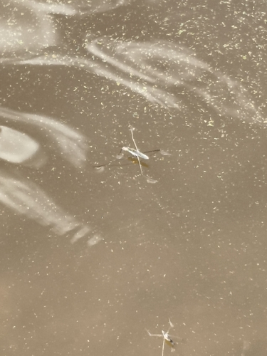 lake pondskater
