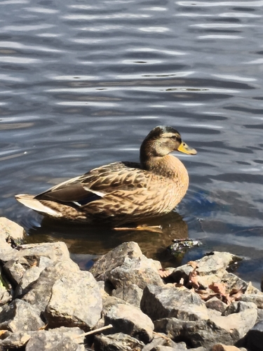 Mallard