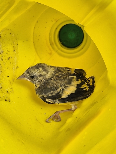 European Goldfinch