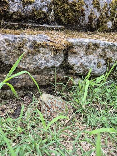 European Toad