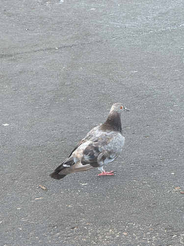Feral Pigeon