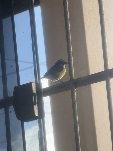 Bananaquit