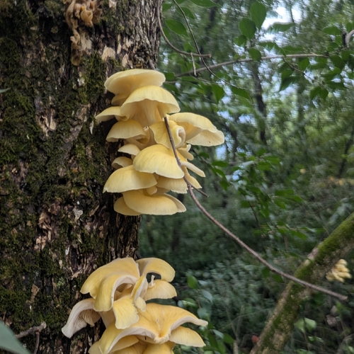 Golden Oyster Mushroom