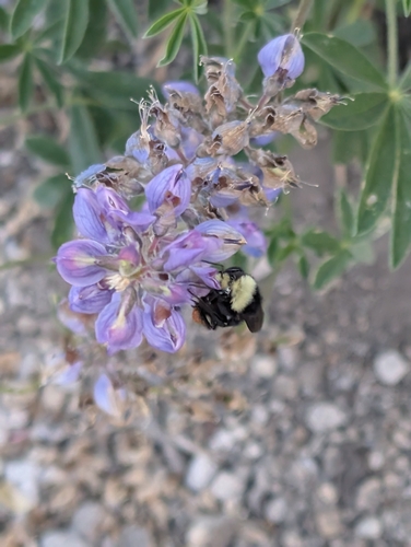 iNaturalist observation photo of Bumble Bees