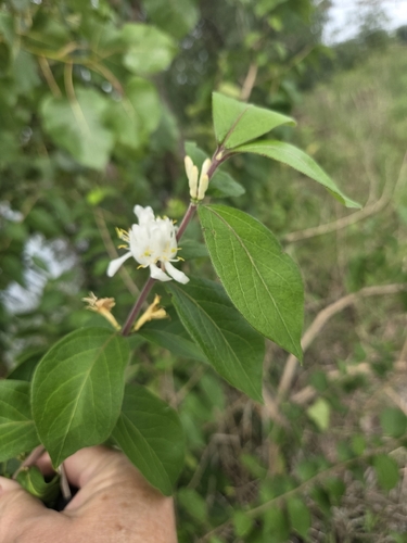 Amur honeysuckle