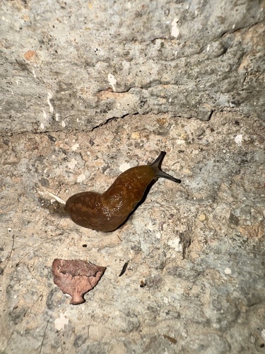 Yellow Cellar Slug