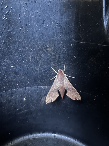 Coprosma Hawk Moth