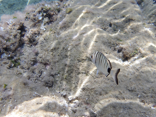 Sharpsnout Seabream