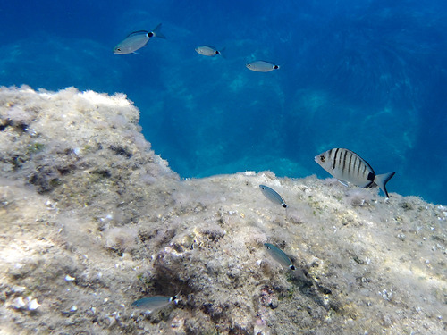 Saddled Seabream