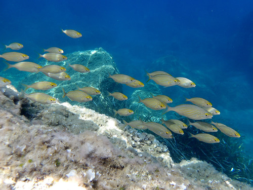 Salema Porgy