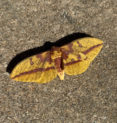 Imperial Moth