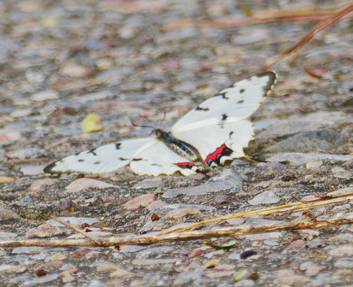 Dragon Swallowtail