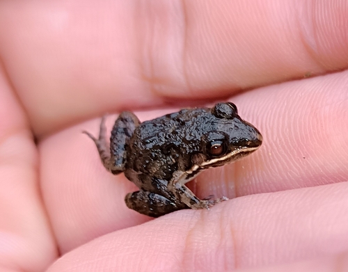 Mexican White-lipped Frog