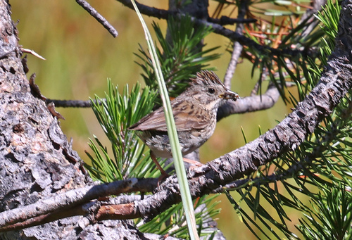 iNaturalist observation photo of Lincoln's Sparrow