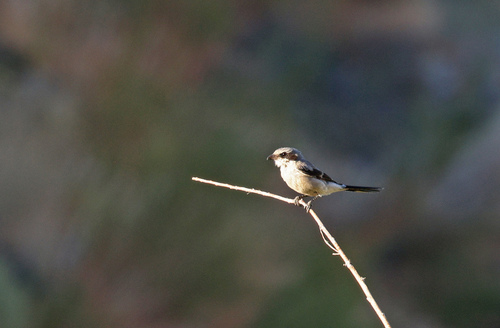 iNaturalist observation photo of Loggerhead Shrike