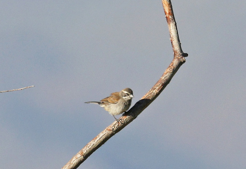 iNaturalist observation photo of Black-throated Sparrow