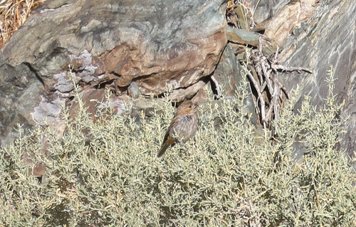 iNaturalist observation photo of Typical Towhees