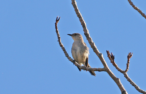 iNaturalist observation photo of Northern Mockingbird