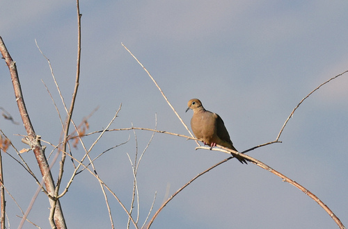 iNaturalist observation photo of Mourning Dove