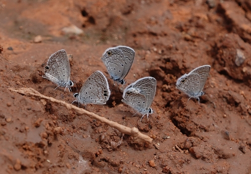 Ceraunus Blue