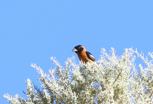 iNaturalist observation photo of Black-headed Grosbeak