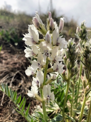 White Point-vetch