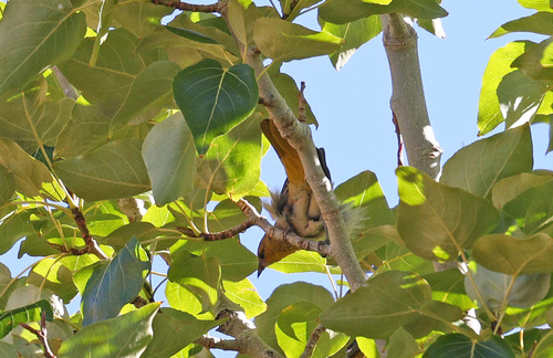 iNaturalist observation photo of Bullock's Oriole