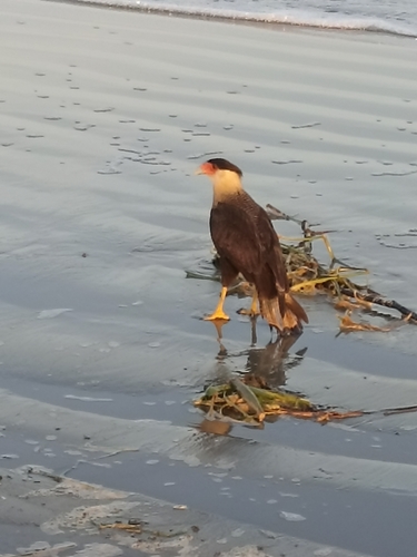 Crested Caracara
