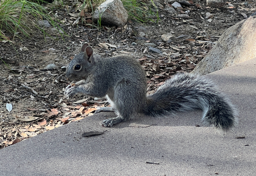 Arizona Gray Squirrel observed by graham_montgomery