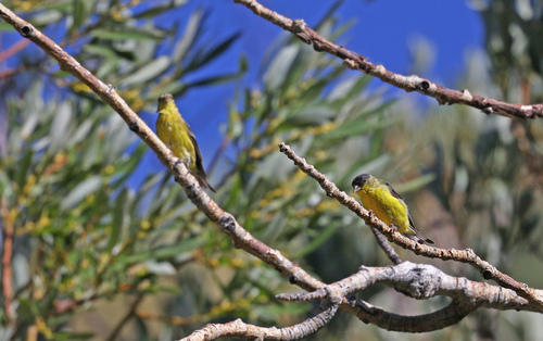 iNaturalist observation photo of Lesser Goldfinch